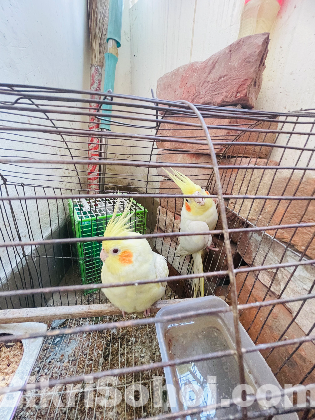 Cockatiels